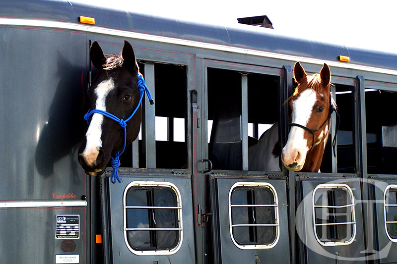 Consejos prácticos para subir y transportar a tu caballo en remolque Pegasus Saddlery Consejos prácticos para subir y transportar a tu caballo en remolque Pegasus Saddlery